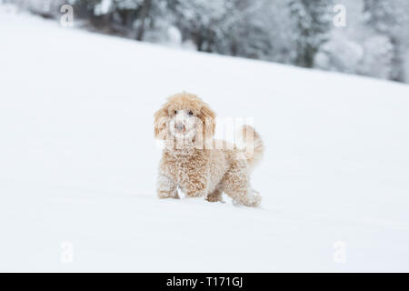Young apricot poodle is jumping and enjoying in the snow. Playful dog running in snowy field in Weissensee on a beautiful winter day, Alps, Austria Stock Photo