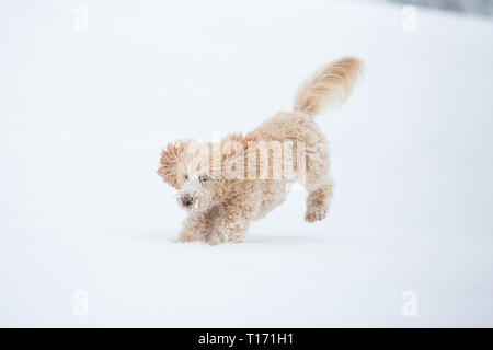 Young apricot poodle is jumping and enjoying in the snow. Playful dog running in snowy field in Weissensee on a beautiful winter day, Alps, Austria Stock Photo