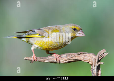 European greenfinch (chloris chloris),sitting on a branch. Verderon Stock Photo
