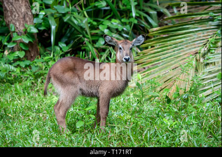 Waterbuck baby in National park of Kenya, Africa Stock Photo