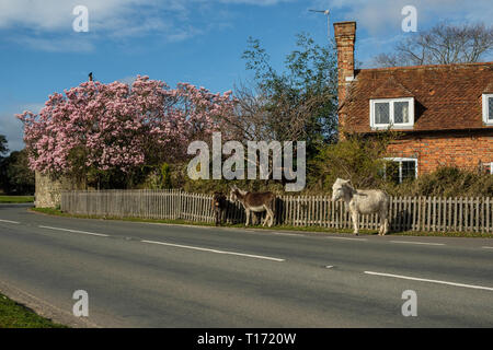 New Forest Donkeys outside Cottage Beaulieu Village Beaulieu Hampshire England Stock Photo