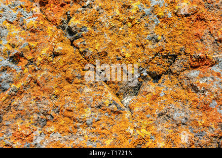 Close up. Orange and yellow rusty looking bright and vibrant colored crustose lichen crust grows on gray rock. Stock Photo