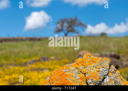 Close up of grey rock covered with orange and yellow colored crustose lichen. Blurred background landscape on hill - yellow flowers, green grass, lone Stock Photo