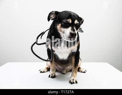 A dog with a stethoscope around his neck Stock Photo