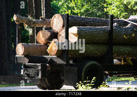 Tree trunks piled up in a truck Stock Photo