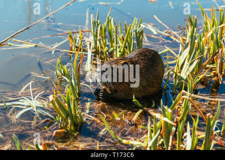 Nutria sit in reed on pond Stock Photo
