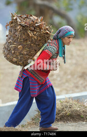 Woman carrying locally woven basket on her back containing dried vegetation for both bedding and feed for tethered cattle and water buffaloes. Rudraprayag. Northern India. Stock Photo