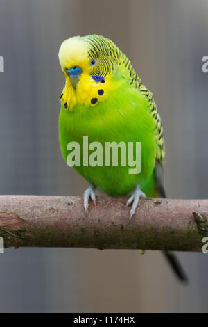 Budgerigar (Melopsittacus undulatus). Adult male with blue cere over the bill. Aviary, pet bird. Green plumage is the natural, color of the bird in wild Australia. Stock Photo