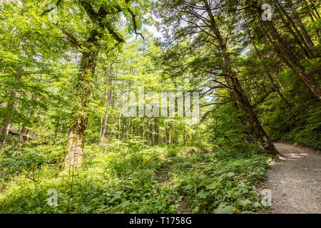 It is the prime attraction of the Chubu SangakuNational Park Stock Photo