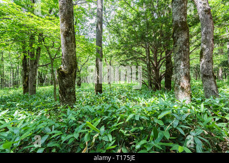 River and Summer Forest Landscape,Pathway at Kamikochi in Japan Stock Photo