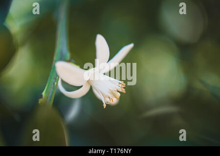 Closeup Flower Orange Blossom In Spring In Pollinating. Stock Photo