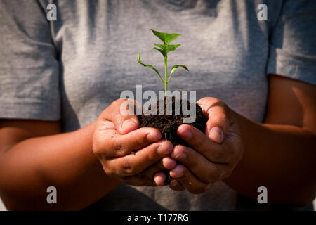 growth concept , hands are planting the seedlings into the soil Stock Photo