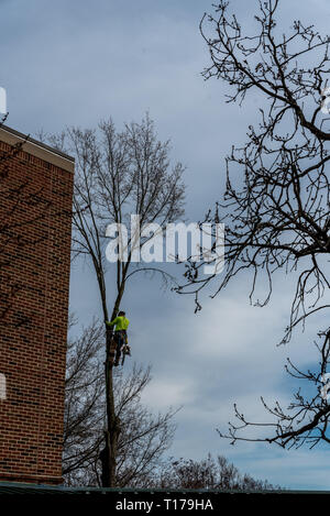 Man in tree with chainsaw cutting down tree with tool belt and tools hanging down Stock Photo