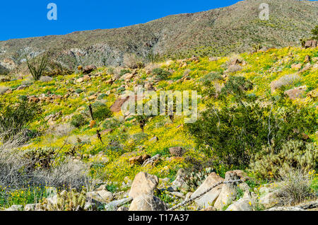 Flora and Fauna at the Anza Borrego Desert State Park during the Superbloom in the Southern California Desert due to an increase in rainfall in the wi Stock Photo