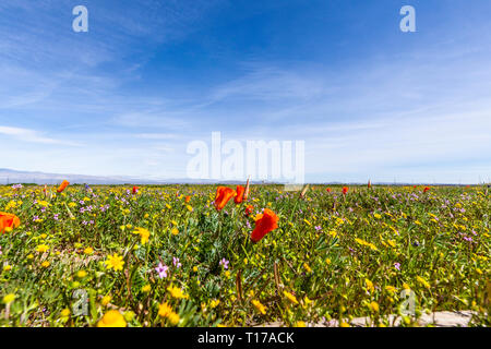 Poppies, wildflowers around the Antelope Valley California Poppy Preserve Near Lancaster California USA Stock Photo