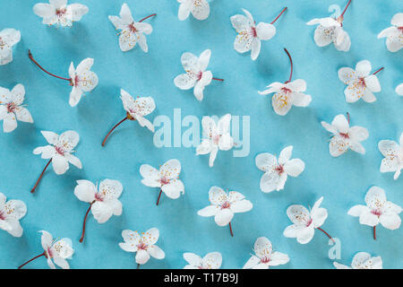 Spring blossom flowers on blue background Stock Photo