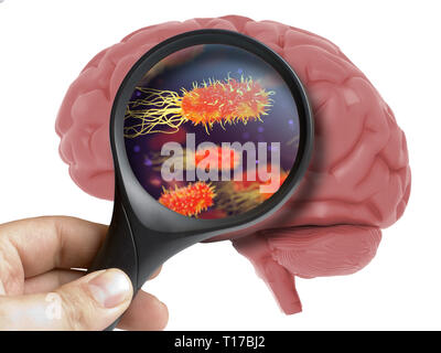 Human Brain Analyzed with magnifying virus bacterial microbe inside isolated on white Stock Photo