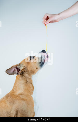 Dog tasting spaghetti as a treat. Giving pasta to a staffordshire terrier dog, studio background Stock Photo