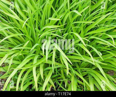 Fresh green spring foliage on Hemerocallis (Day Lily) plant, England UK Stock Photo
