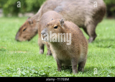 Young Capybara is sitting in front of his mother Stock Photo