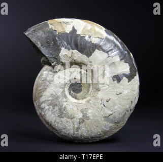 close-up view of an ammonite (Eleganticeras sp.) Stock Photo