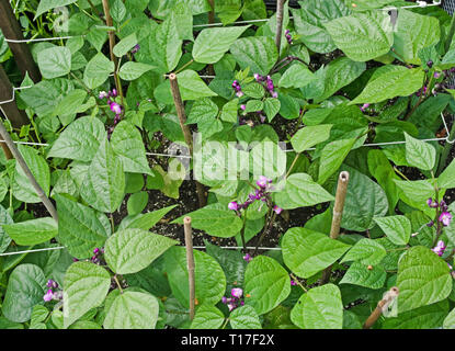 Overhead view of Dwarf French Beans Purple Queen in flower growing in vegetable garden supported by string and bamboo canes, summer, England, UK Stock Photo