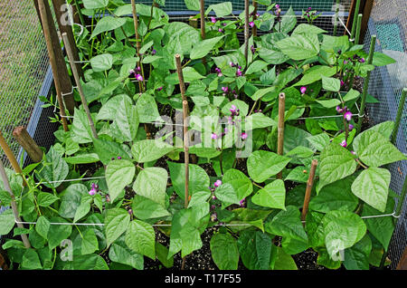 Overhead view of Dwarf French Beans Purple Queen in flower growing in raised bed in vegetable garden, supported by string and bamboo canes, summer, UK