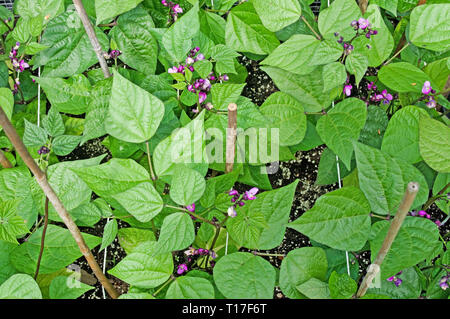 Overhead view of Dwarf French Beans Purple Queen in flower growing in vegetable garden supported by string and bamboo canes, summer, England, UK