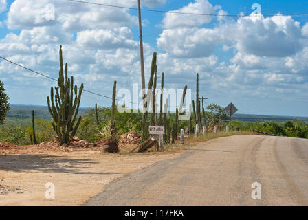 Classic panorama view of an endless straight road running through a Large Elephant Cardon cactus landscape in Baja California, Mexico Stock Photo