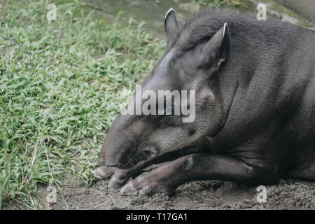 South American tapir (Tapirus terrestris), also known as the Brazilian tapir. Rare animal in captivity. Stock Photo