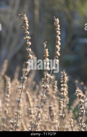 Dried flower stems of the herb hyssopus officinalis in a garden at the end of winter. Seedpods of the hyssop plant at the beginning of spring Stock Photo