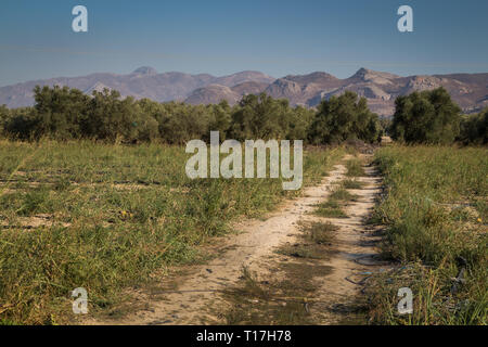 Autumn meadow with still green vegetation. Line of the olive trees. Mountains in the background. Clear blue sky. Lasithi plateau, Crete, Greece. Stock Photo