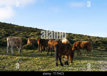 horses and cows together grazing and eating grass in the field