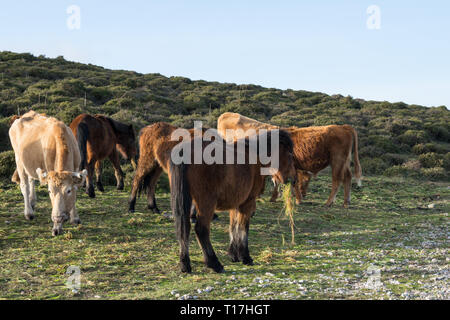 horses and cows together grazing and eating grass in the field