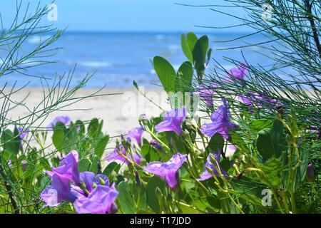 Morning glory with blue sea background. Stock Photo