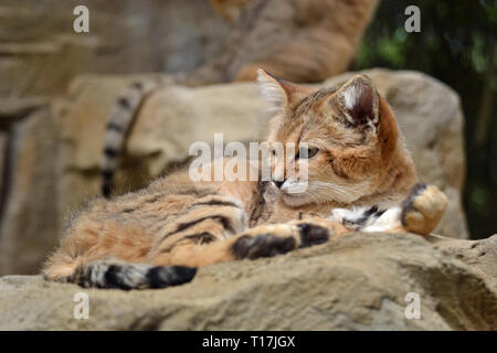 Sand Cat at Exmoor Zoo, Barnstaple, Exmoor, Devon, UK - native to the deserts of Asia and Africa Stock Photo