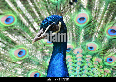 Peacock at Exmoor Zoo, Exmoor, Devon, UK Stock Photo