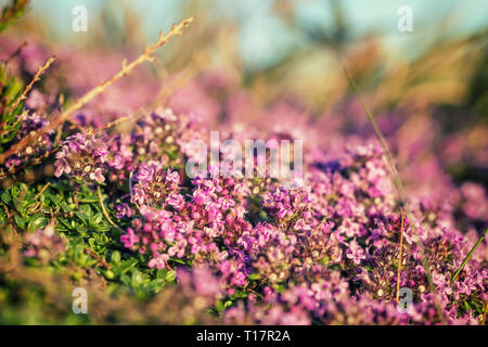 Blossom pink-purple flowers of Wild Thyme on St Davids Head in Pembrokeshire, UK Stock Photo