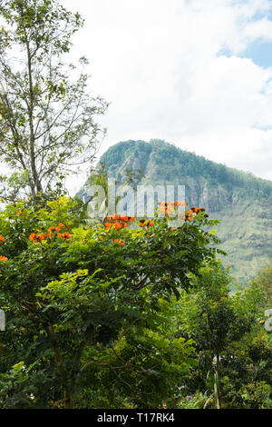 Tea plantation near Ella, Badulla District of Uva Province, Sri Lanka ...