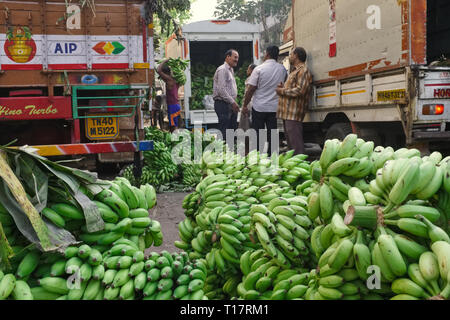 A delivery of yet unripe bananas from Tamil Nadu in Southern India unloaded from trucks at Matunga Market in Mumbai, India Stock Photo