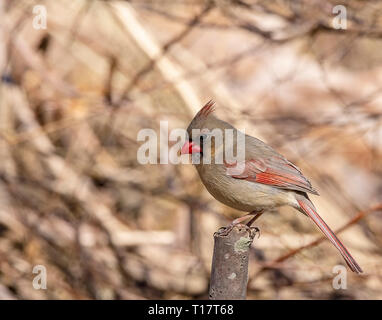 Female Northern Cardinal Stock Photo