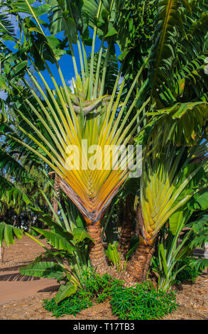 Travelers Tree or Travelers Palm, Ravenala madagascariensis Stock Photo -  Alamy