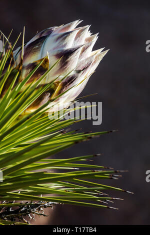 A JOSHUA TREE bloom (Yucca brevifolia engelm) - JOSHUA TREE NATIONAL PARK, CALIFORNIA Stock Photo