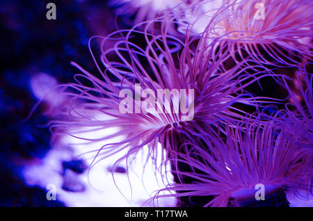 Sea anemone in a dark blue water of aquarium. Tropical marine life background. Stock Photo