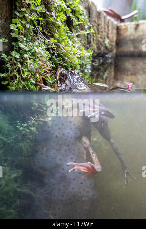 Mating frogs underwater in an urban pond with frogspawn Stock Photo