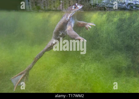 A frog underwater in an urban pond Stock Photo