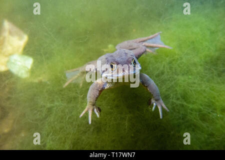 A frog underwater in an urban pond Stock Photo