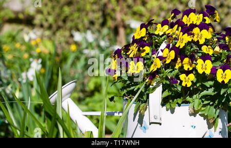 Watering can with a beautiful display of Pansies (Viola tricolor var. hortensis) Stock Photo