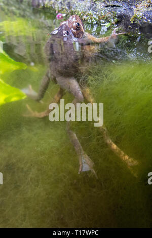 Mating frogs underwater in an urban pond with frogspawn Stock Photo