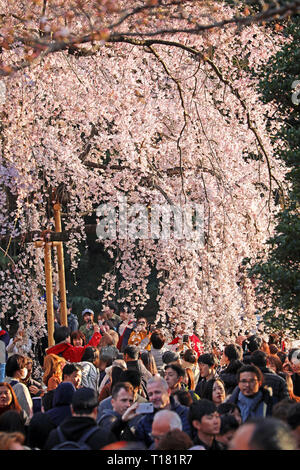 Tokyo, Japan. 24th March 2019. The Cherry Blossom, or Sakura, season has officially begun in Japan and crowds of locals and tourists alike flocked to the parks to photograph the early blossoms during the good weather of the first weekend. In Shinjuku Gyoen Park in Shinjuku, Tokyo, the areas around those trees already flowering were literally packed with people who were hard pushed to get a selfie without half a dozen other people in the picture! Credit: Paul Brown/Alamy Live News Stock Photo